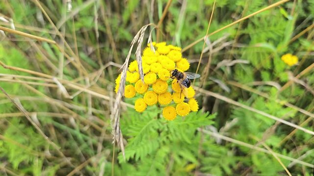 Close-up of a bee pollinating a yellow tansy flower, collecting nectar on a summer day
