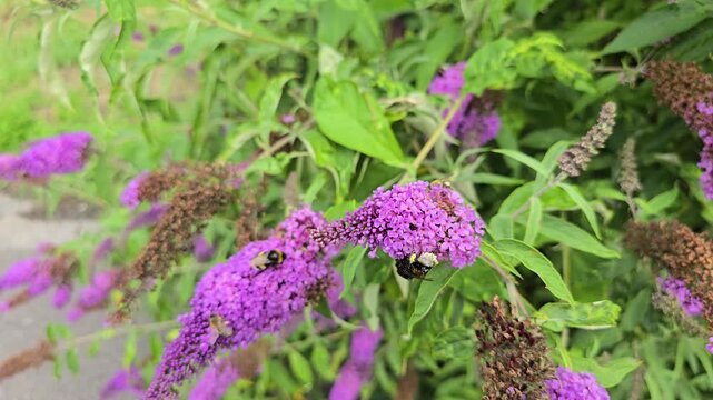 Multiple bumblebees and honey bees collecting nectar from vibrant purple butterfly bush flowers in a garden