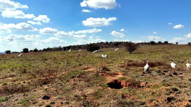 Critically endangered committee of white-backed vultures takes off from field