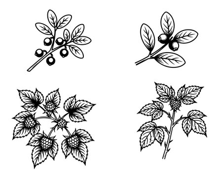 A sprig of blackberry or raspberry, black and white sketch. Vector illustration. The pattern of wild and medicinal berries is isolated on a white background. Suitable for menus, flyers, gift certifica