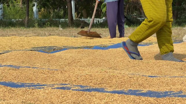 Farmers mix harvested rice under sunlight near trees while working across an outdoor drying area. Farm work