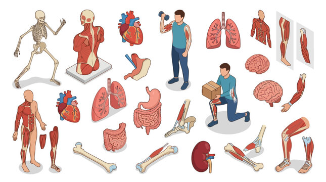 Detailed anatomical illustrations depicting human skeletal system, internal organs such as heart and lungs, muscular structure,