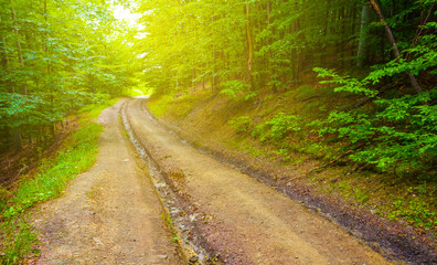 Obraz premium ground road among the green forest in light of sun