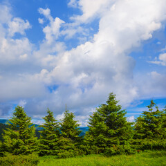green mountain valley with fir tree forest under blue cloudy sky © Yuriy Kulik