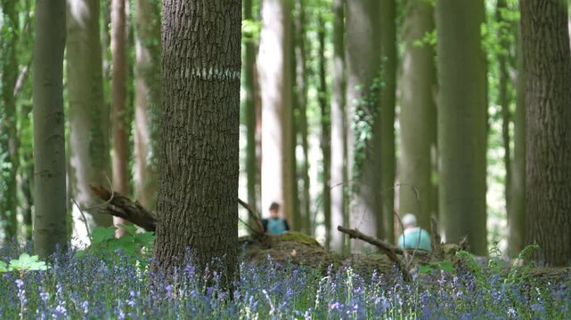Sunlit Beech Woodland Carpeted with Wild Bluebells during Peak Spring Bloom at Hallerbos Belgium, Static Shot