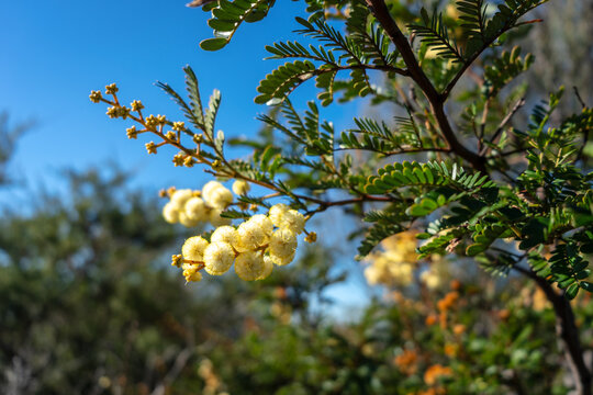 Golden mimosa flowers in full bloom at Manly, Sydney, Australia