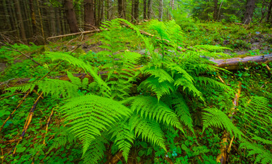 closeup green bush fern in the forest © Yuriy Kulik