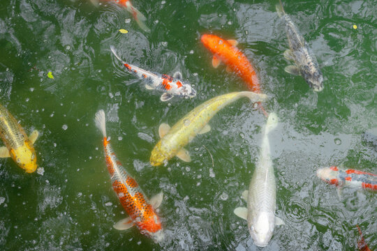 Colorful koi fish in the pond of Hiroshima Castle, Japan