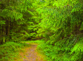 ground road among the green fir tree forest © Yuriy Kulik
