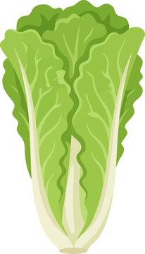 Fresh napa cabbage head isolated on white background