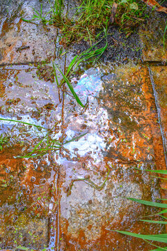 Natural iron-rich groundwater seep featuring an iridescent microbial biofilm formed by iron-oxidizing bacteria (Gallionella spp., Leptothrix spp.) with orange ferric iron oxide deposits on wet laterit
