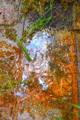 Obraz premium Natural iridescent biofilm produced by iron-oxidizing bacteria (Gallionella spp., Leptothrix spp.) over iron-rich groundwater with orange ferric iron oxide deposits on wet laterite surface in Varkala