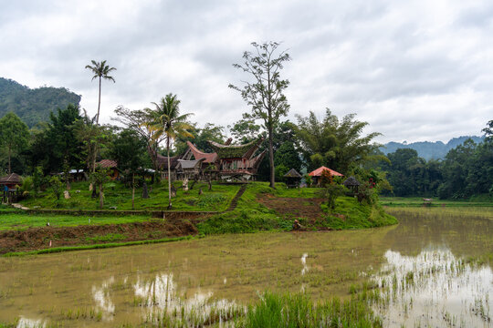 Traditional Toraja village with rice fields in Sulawesi, Indonesia