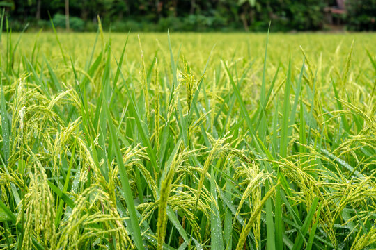 Close-up of rice plants in Toraja, Sulawesi, Indonesia