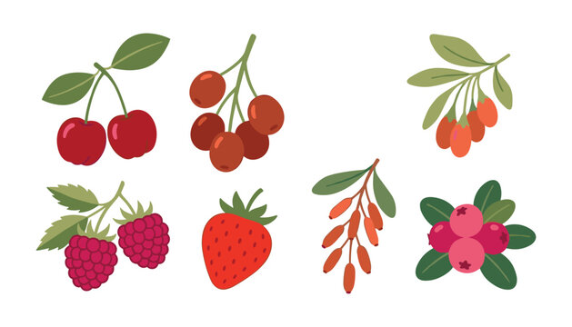 Fresh organic berries vector illustration set featuring cherry strawberry raspberry goji berry cranberry barberry and coffee berries on white background.