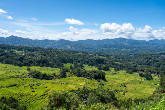 Terrace rice fields in the mountains of Toraja, Sulawesi, Indonesia