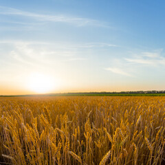 Naklejka premium summer wheat field at the dramatic sunset