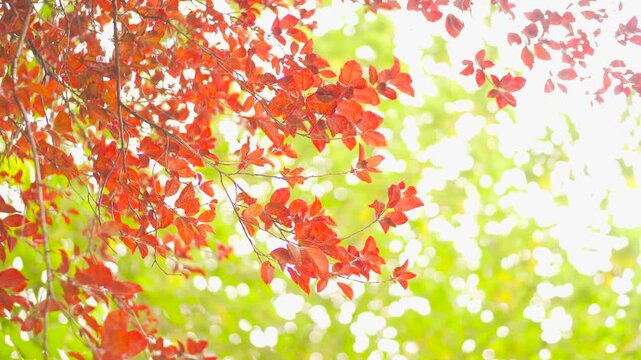 Vibrant red Chinese tallow tree leaves swaying gently in the autumn breeze