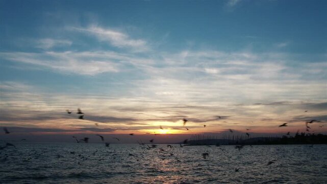 4K Seagulls in the Sunset over Lake