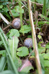 Vertical view of two striped garden snails resting among dry grass and green leaves The composition highlights slow, quiet life of garden wildlife Great for tranquil nature and wildlife photography © Margarita