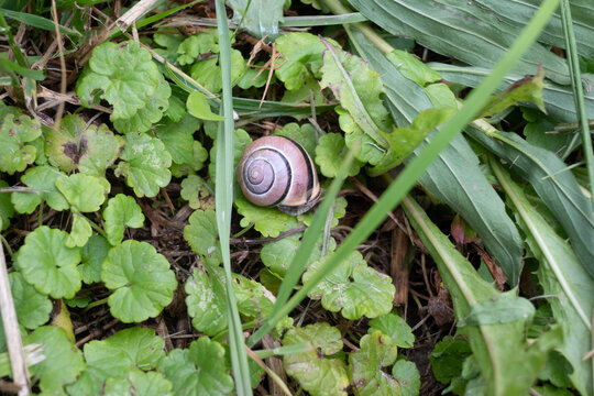Striped brown garden snail resting among green leaves and dry grass on the ground. The spiral shell and natural colors create a quiet macro wildlife scene. Great for macro garden wildlife photography.