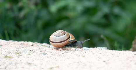 Close-up of a garden snail with tentacles fully extended on a rough stone. The detailed spiral shell and green natural background create a calm wildlife macro scene. © Margarita