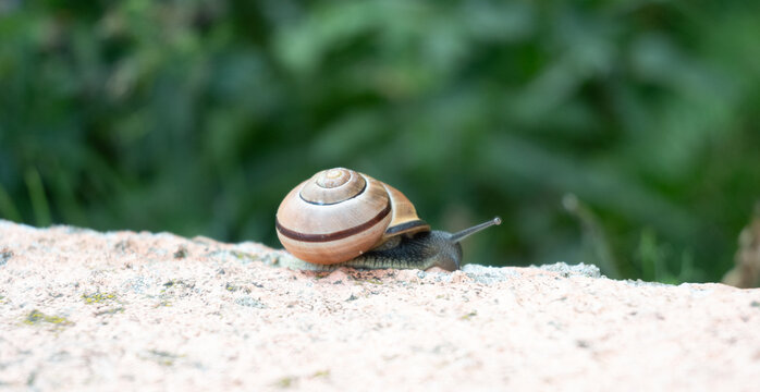 Close-up of a garden snail with tentacles fully extended on a rough stone. The detailed spiral shell and green natural background create a calm wildlife macro scene.