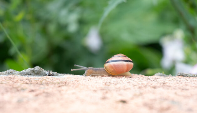 A striped garden snail moving slowly along a stone curb. Blurred green background and sharp focus on the shell create a clean macro wildlife composition. Perfect for minimal nature photography.