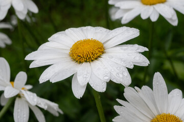 Fototapeta premium White daisies with yellow centers covered in raindrops growing in a green meadow. The fresh wet flowers create a beautiful and cheerful post-rain summer scene.