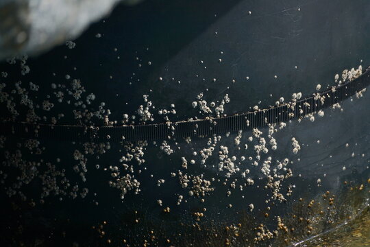 Closeup of many barnacles on black, cylindrical pier support