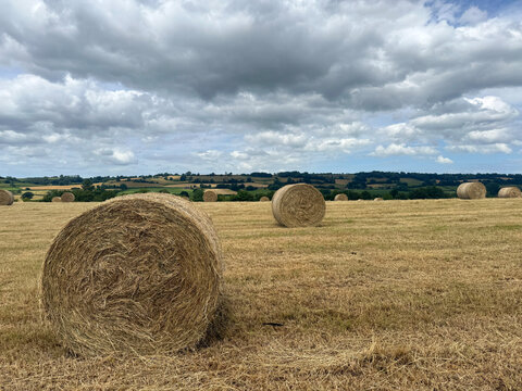 Somerset summer landscape, field of round hay bales on freshly cut grass
