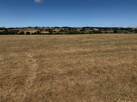 Drought landscape, field of dry grass under blue sky during heatwave, Somerset, England