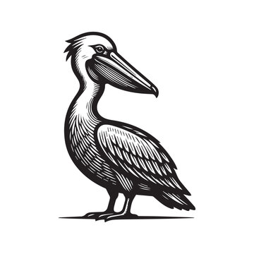 Black and white woodcut style illustration of a pelican standing.