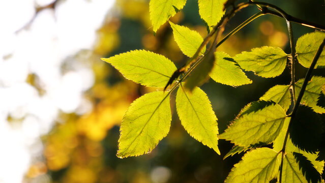 Green leaves backlit by warm sunlight, fresh foliage in spring garden with soft bokeh background