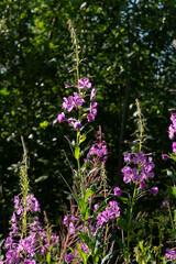 Fototapeta premium Dense fireweed plants growing in a sunny forest clearing. Multiple tall stalks with pinkish-purple flowers create a colorful summer floral composition. Great for nature documentary visuals.
