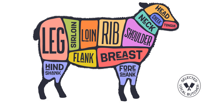 Lamb, sheep, hand-drawn butcher cuts meat guide. Color butcher lamb chart sheep silhouette scheme, lamb cuts chart butcher shop poster diagram, meat guide sheep cuts chart. Vector illustration