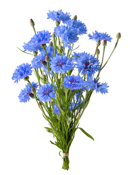 Bouquet of blue cornflowers with slender green stems, unopened buds, and textured petals isolated on transparent background