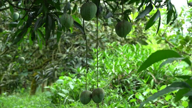 Unripe green mangoes growing on tree branches in orchard
