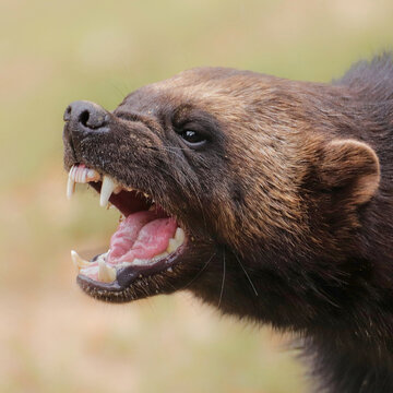 Wolverine snarling close up showing teeth aggressive wildlife behavior, square formate