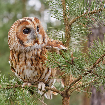 Tawny owl Strix aluco sitting on pine tree branch in natural forest habitat with soft background