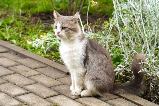 Fluffy gray-and-white cat sits calmly on a garden path surrounded by lush greenery and flowers. The cat appears relaxed and content against the backdrop of vibrant plants.