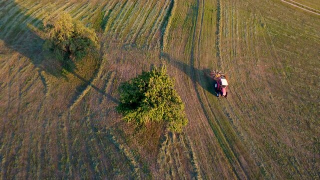 Aerial view of a tractor raking hay past two fruit trees casting long shadows at sunset (Austria)