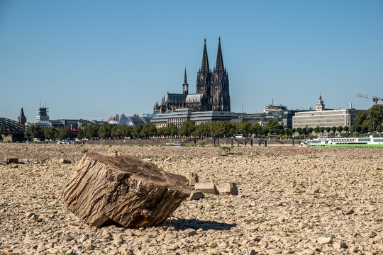 Baumstumpf im trockenen Rheinbett bei Hitze und Niedrigwasser, K&ouml;ln, Nordrhein-Westfalen, Deutschland