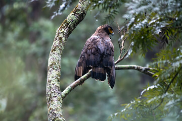 Obraz premium Crested serpent eagle perched on a tree branch, looking back over in the shoulder in the wild. The prey showing its detailed brown feathers and yellow eyes. The background is blurred with lush green 
