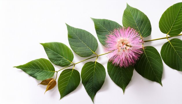 Pink Flower Cotinus Coggygria Branch With Leaves Isolated Image Photo On A White Background Copy Space