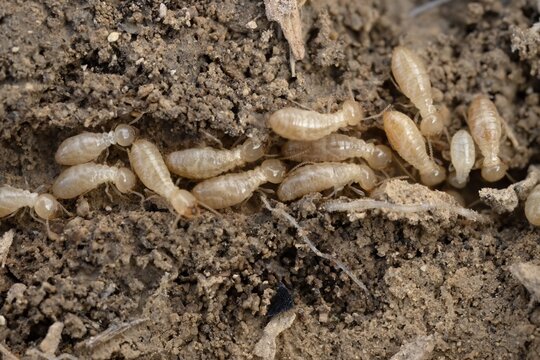 Close-Up of Termites in Soil,  Detailed View of Termite Colony in Natural Habitat