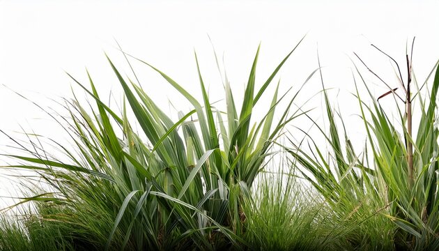 Wild Grass Blades Isolated On Transparent Background Grass Leaves Texture Overlay