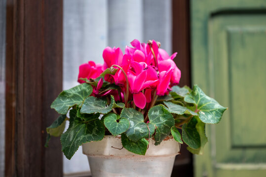 Pink cyclamen flowers  in a  pot on a window