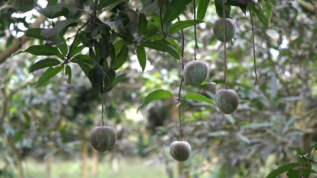 Unripe velvet apple fruits hanging on a mabolo tree