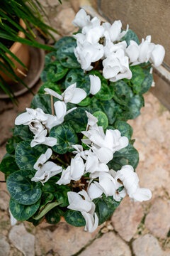 White cyclamen flowers  in a  pot outdoor